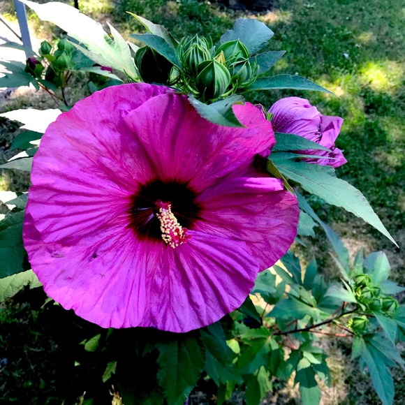 Meet your Posher, Ashley - Picture 1 of 7